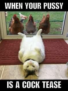 When Your Pussy is a Cock Tease