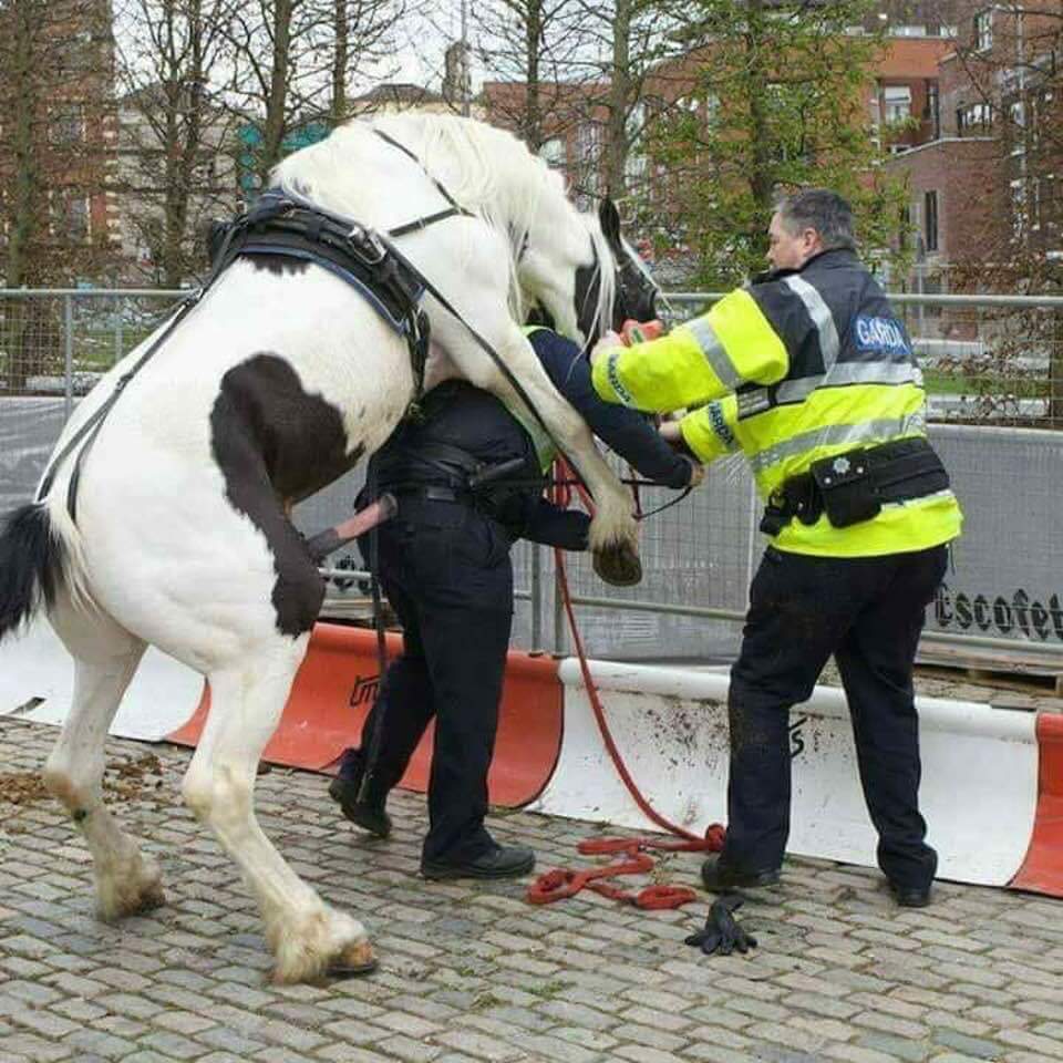 Police Officers Handling a Rearing Horse