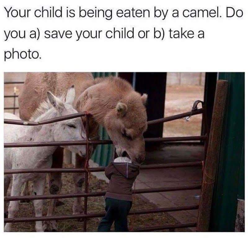 Your Child is Being Eaten by a Camel