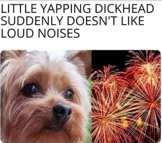 Little Yapping Dickhead Suddenly Doesn't Like Loud Noises