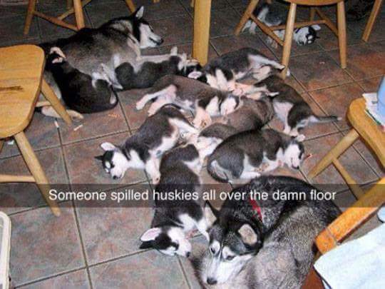 Someone spilled huskies all over the damn floor