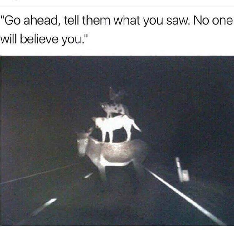 Go Ahead, Tell Them What You Saw