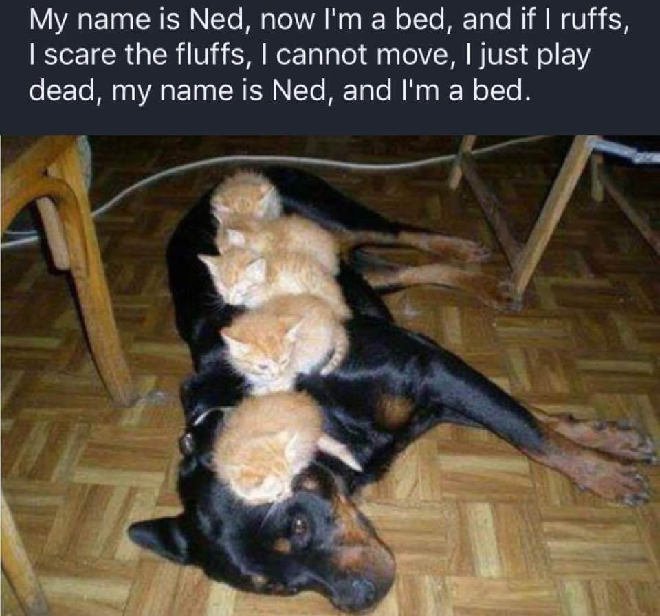 My Name is Ned, Now I'm a Bed
