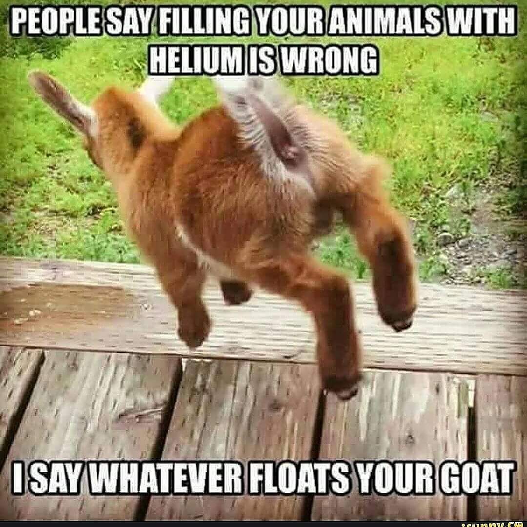 People Say Filling Your Animals with Helium is Wrong - I Say Whatever Floats Your Goat
